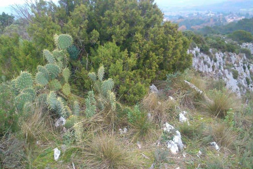 Proche D'Uzes La Terrasse Du Soleil Levant Collias ภายนอก รูปภาพ